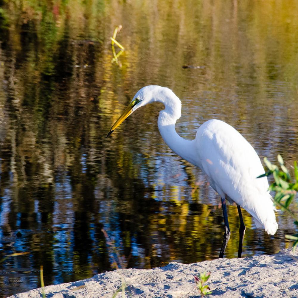 Bird fishing